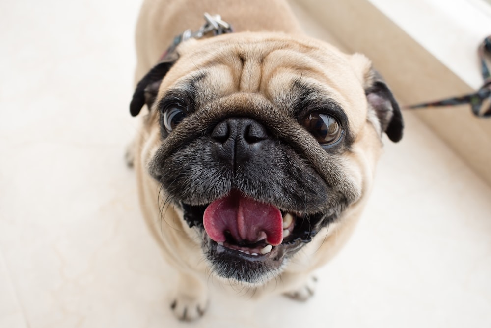 fawn pug with red rose on mouth