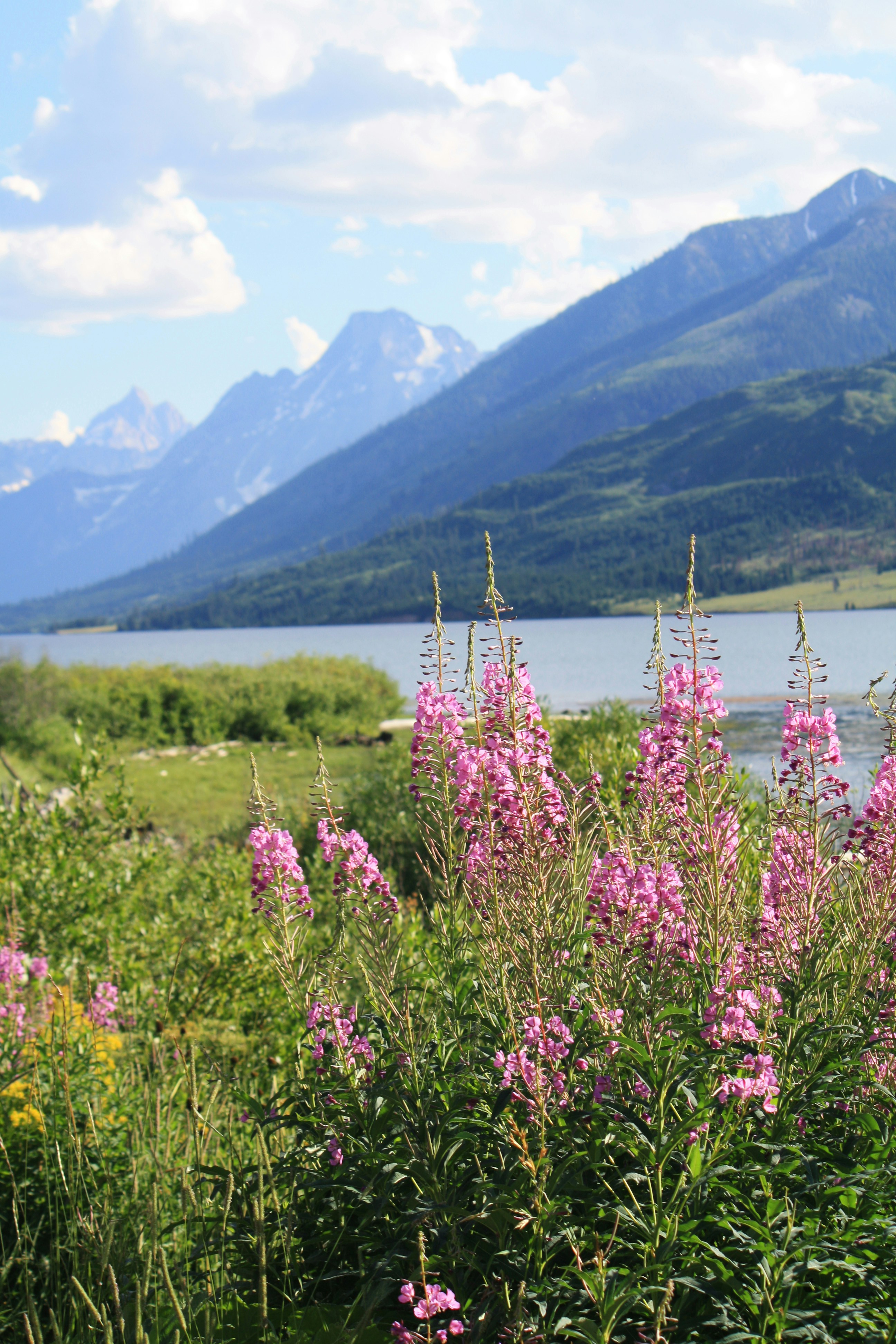 pink flowers near body of water during daytime