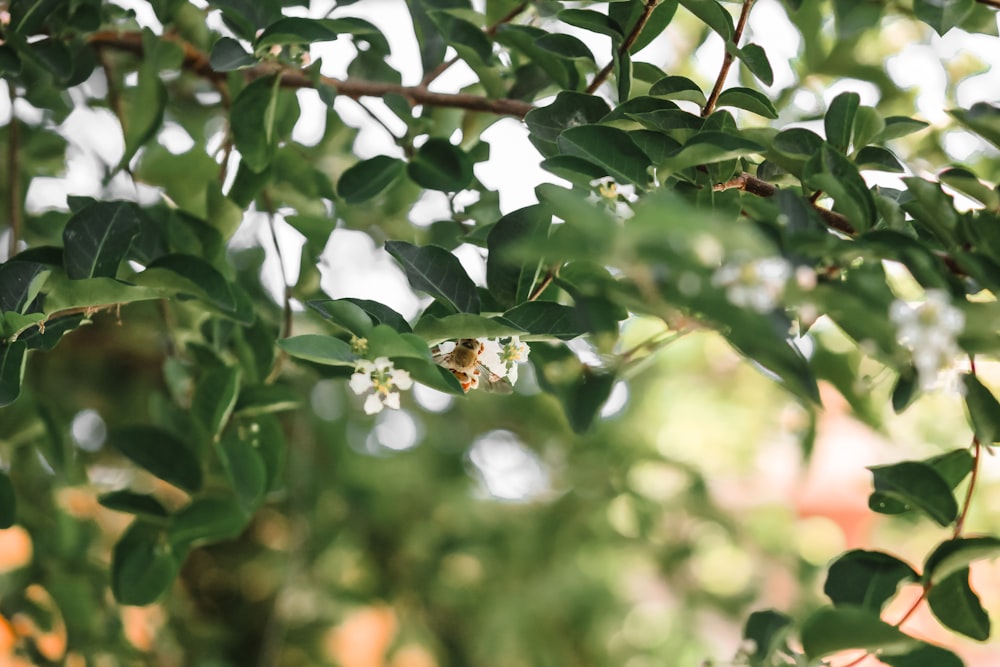 green leaves with white flowers