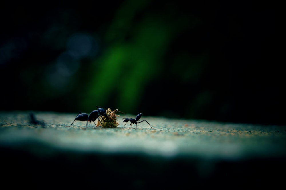 black ant on grey concrete floor in close up photography during daytime