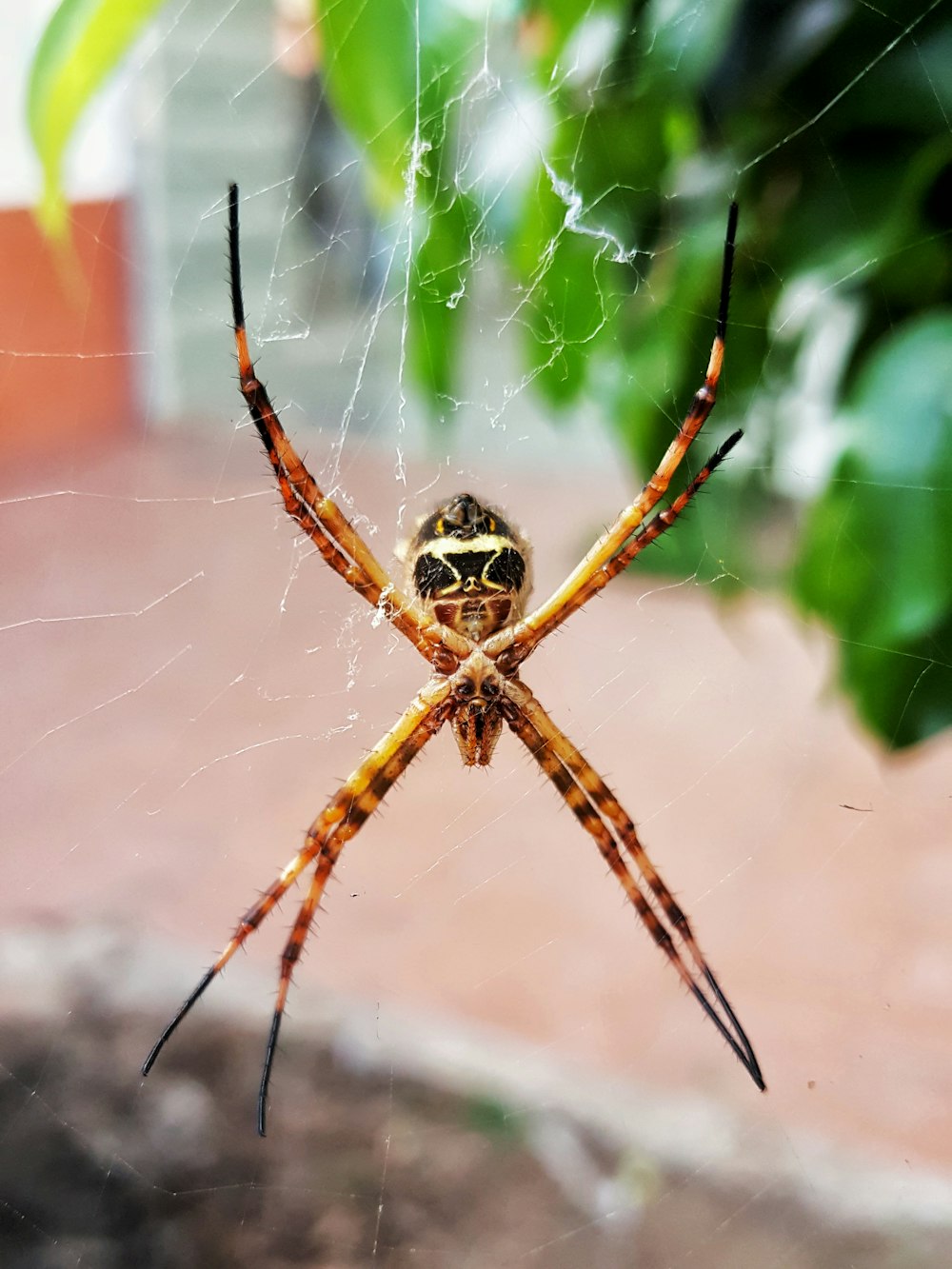 Braune und schwarze Spinne im Netz tagsüber