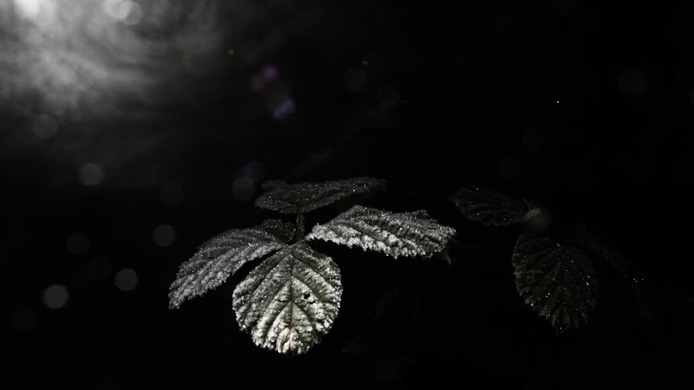 green leaf with water droplets