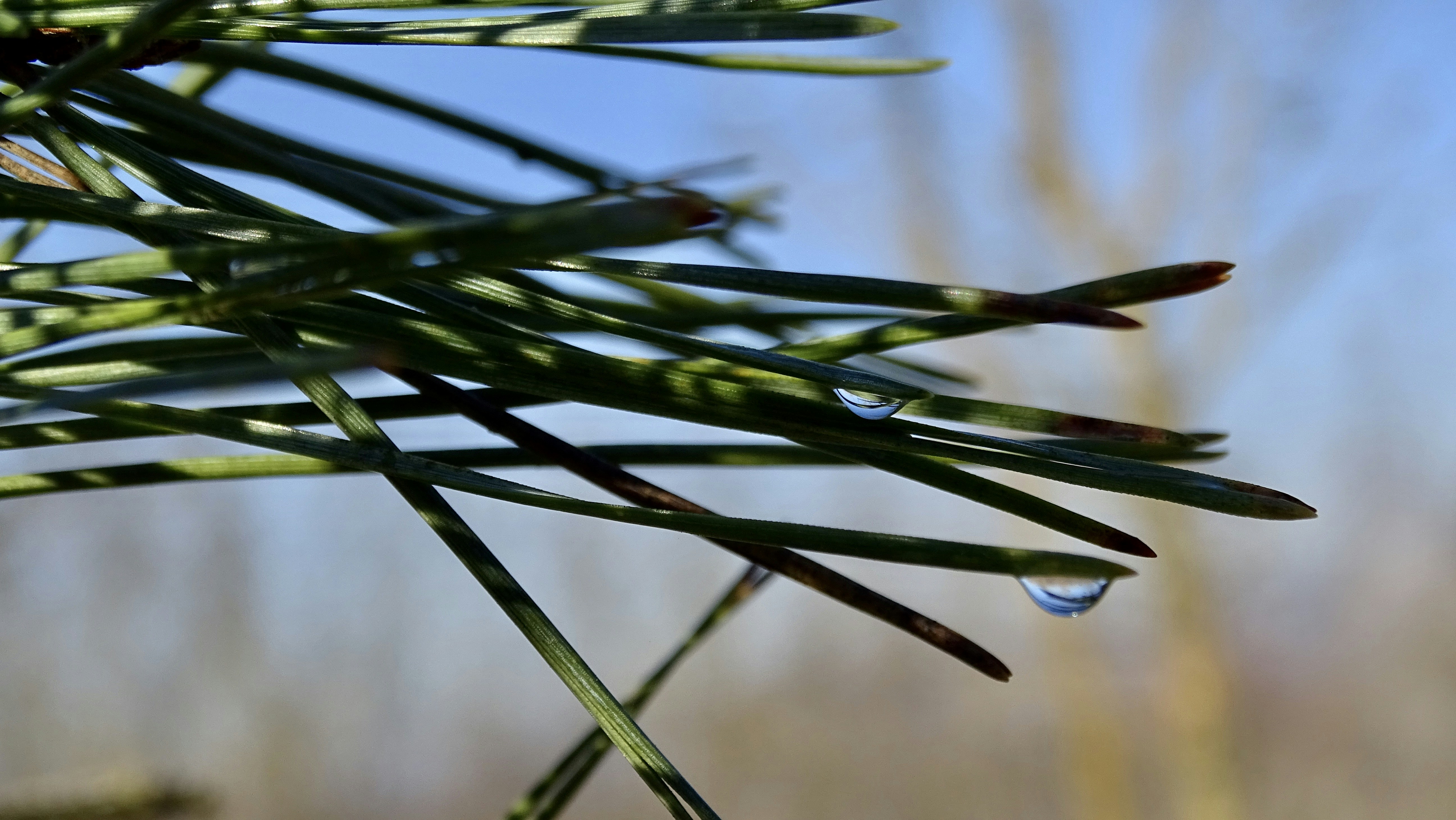 water droplets on green plant