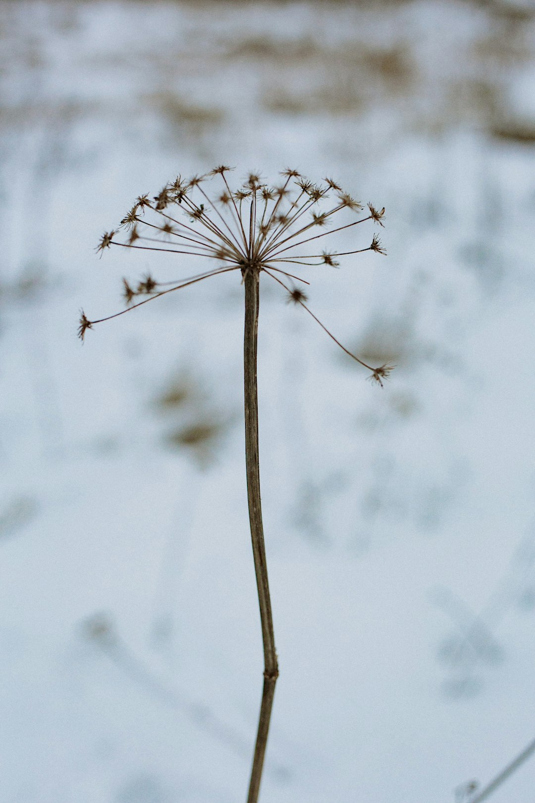 white flower in close up photography