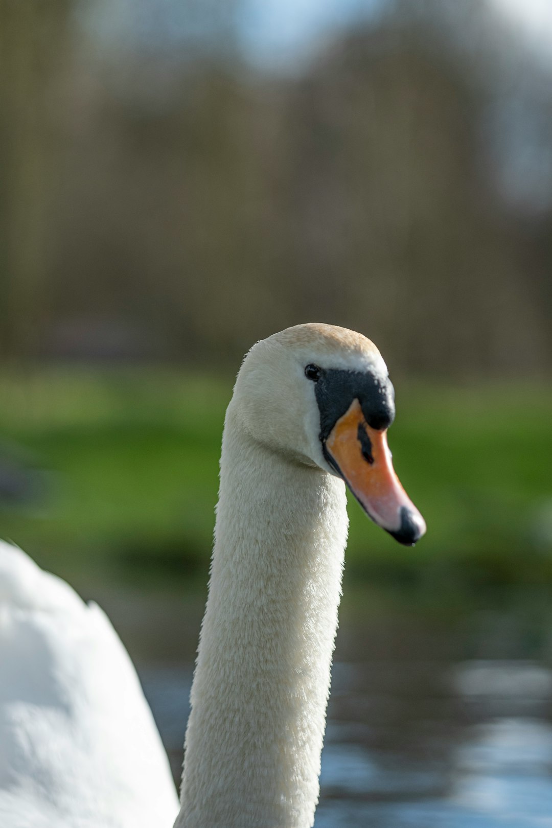 white swan in tilt shift lens