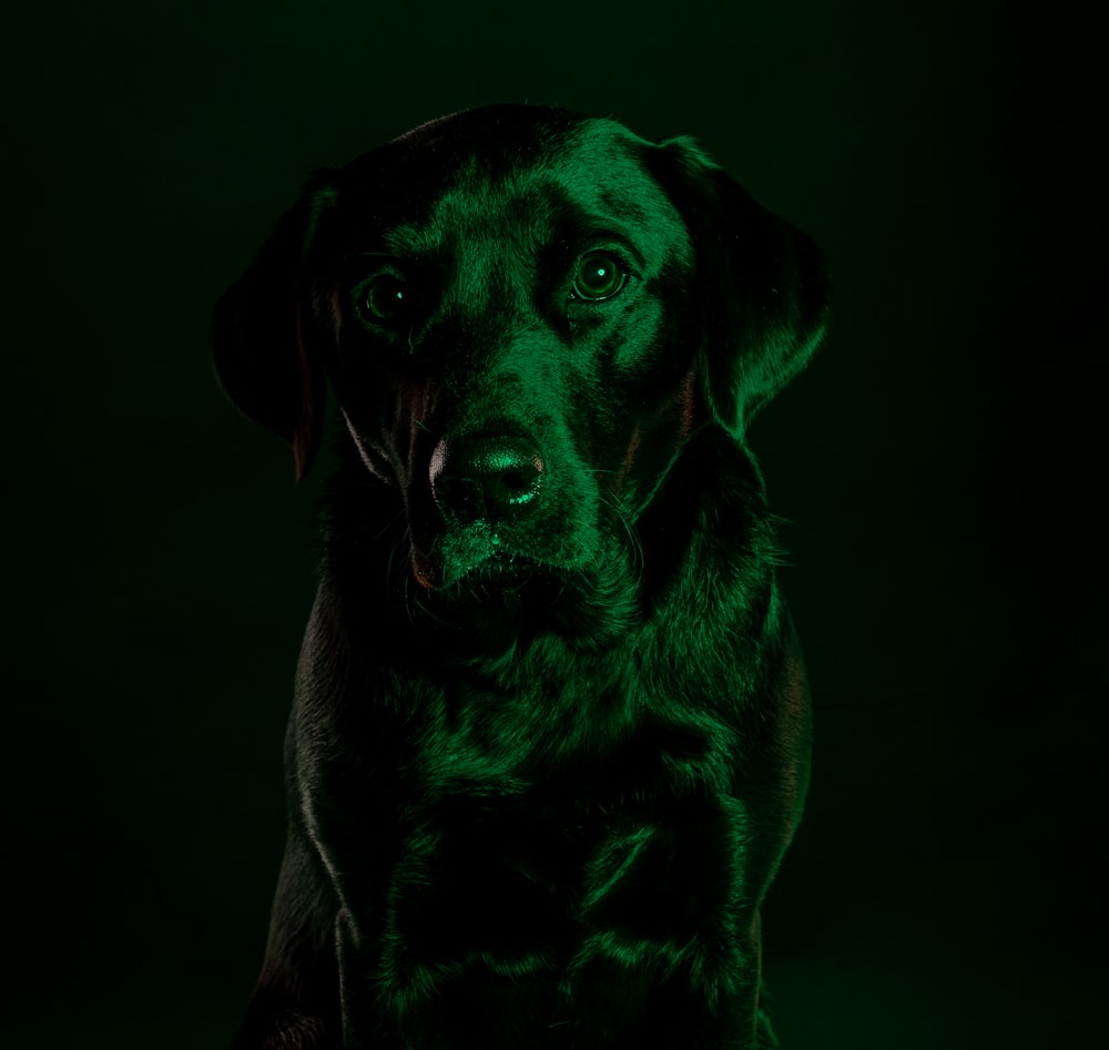 black labrador retriever puppy on grayscale photography
