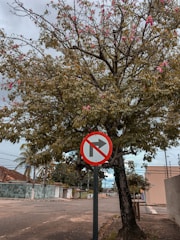 Map highlighting states banning Bradford pear trees.