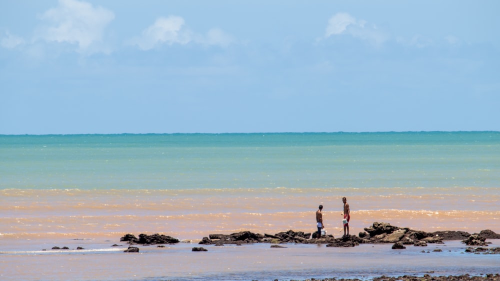 people on beach during daytime