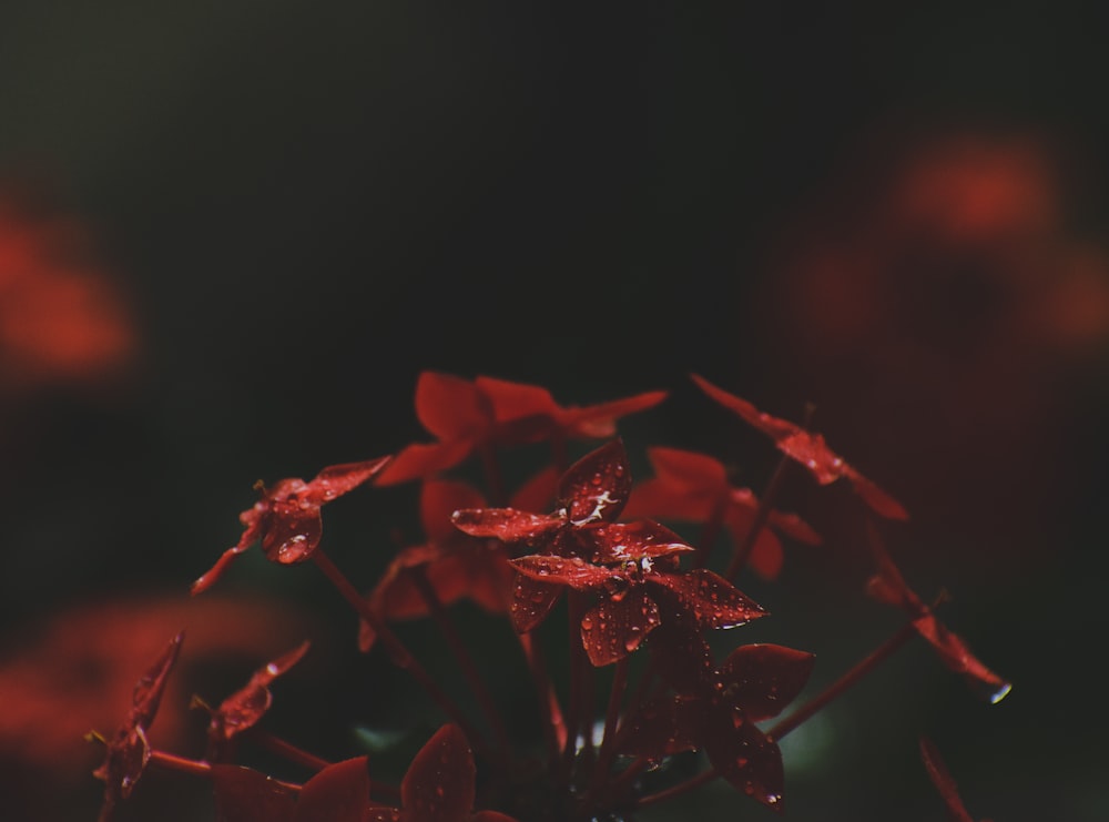 red leaves in close up photography