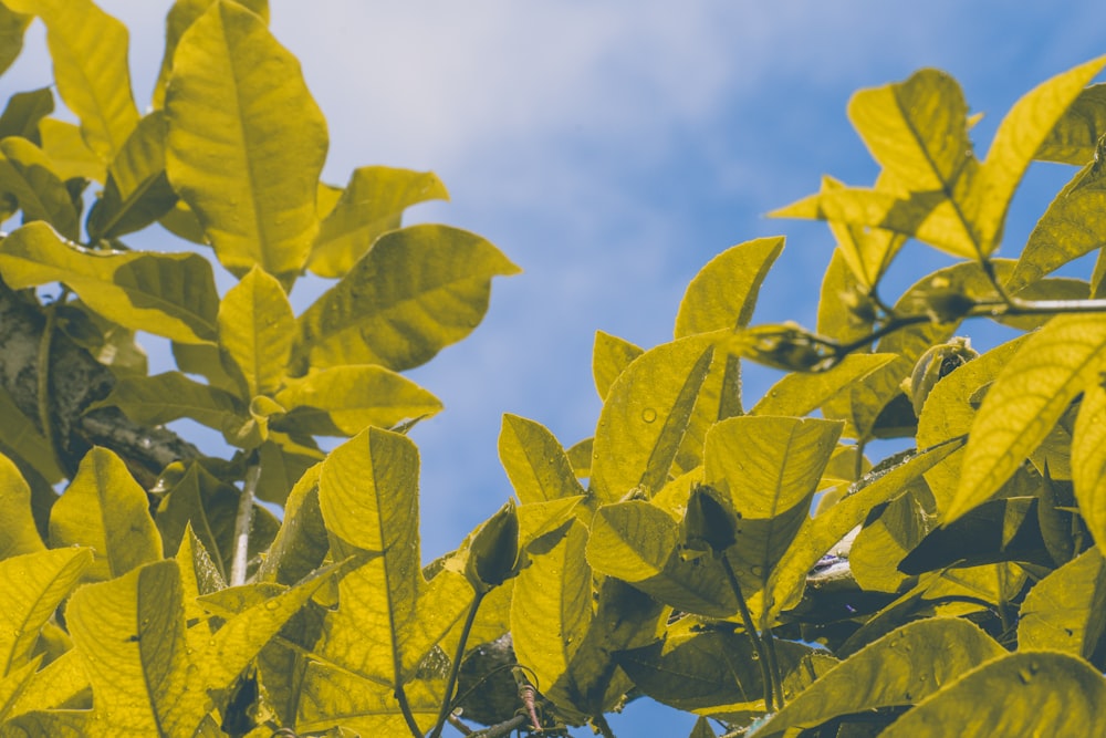 green leaves under blue sky during daytime