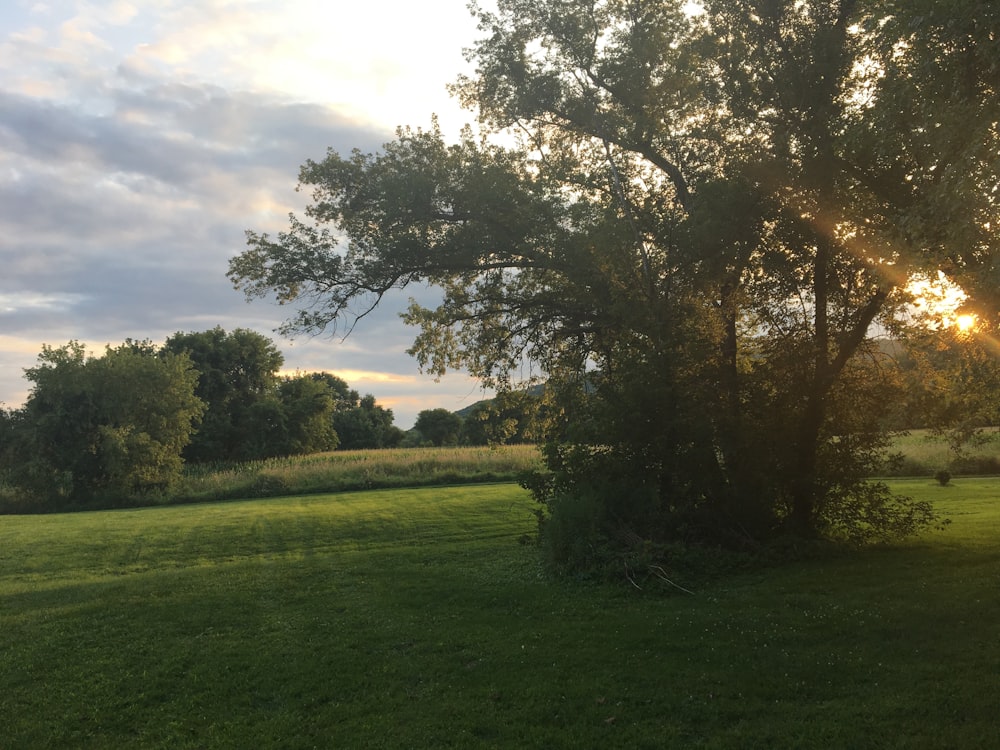 campo de hierba verde con árboles bajo el cielo azul durante el día