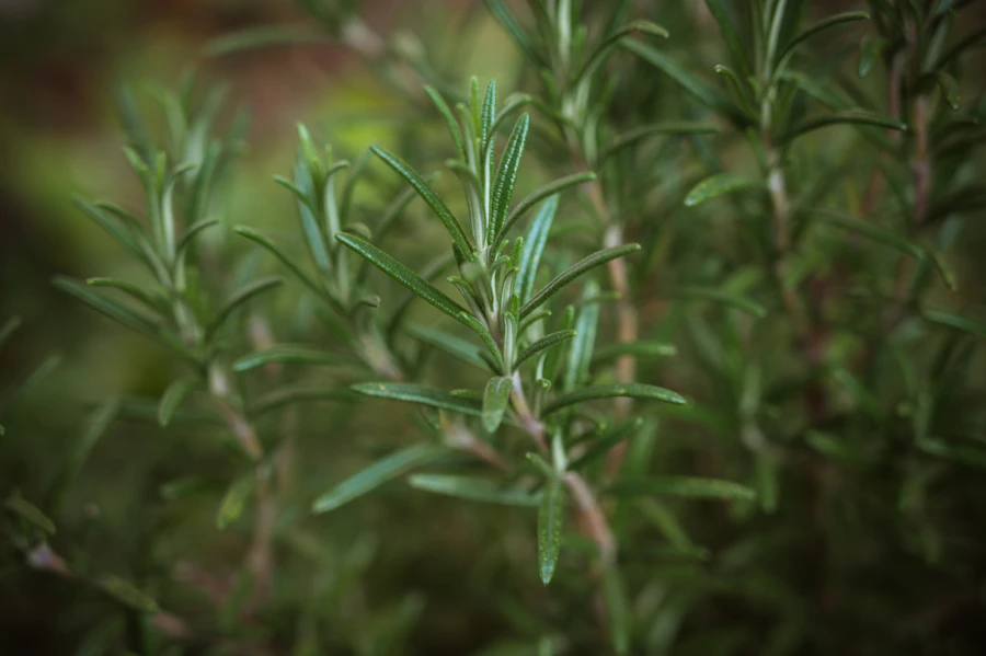 Fresh rosemary growing in the grove