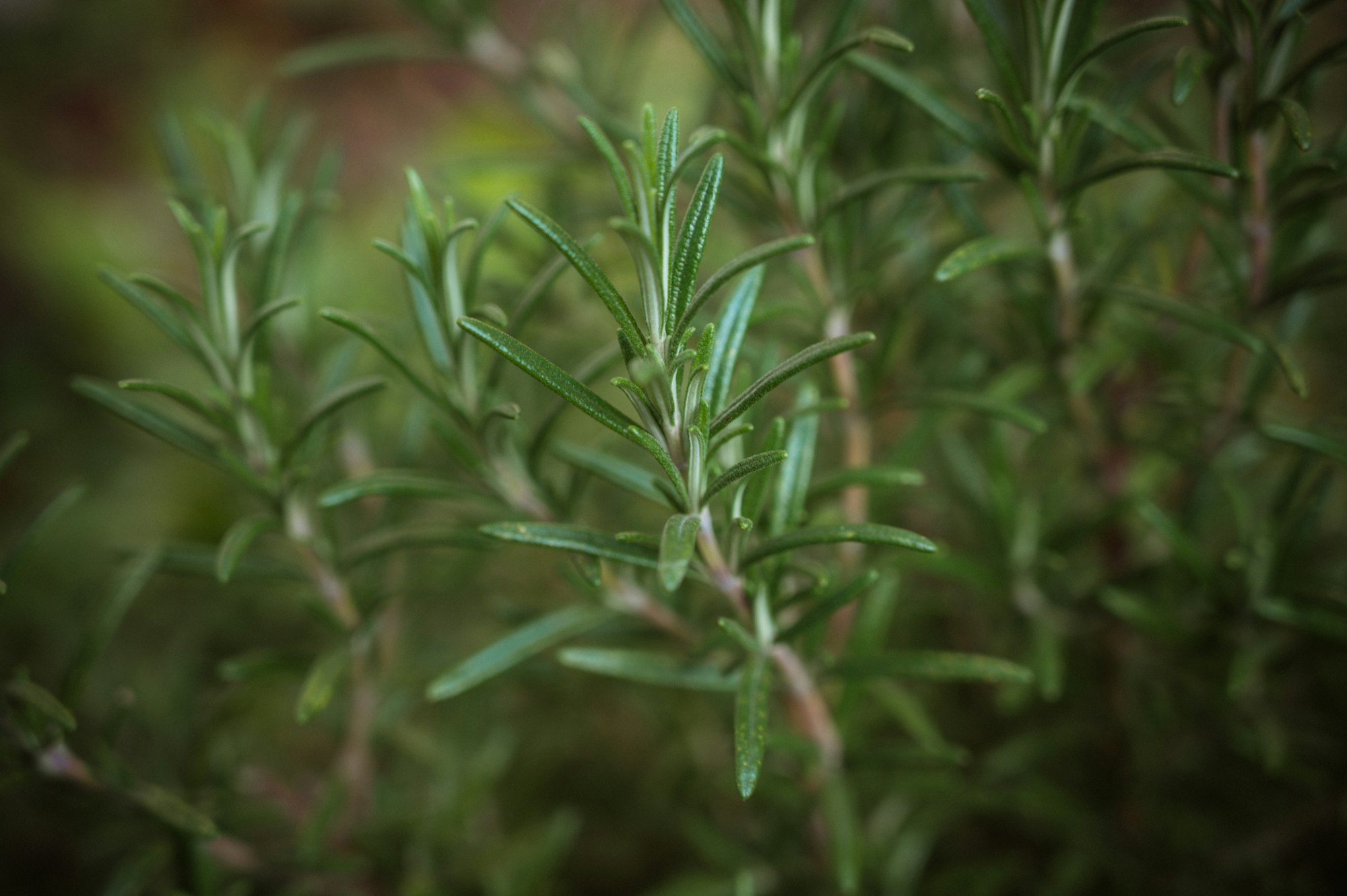 Caring for Rosemary Plant