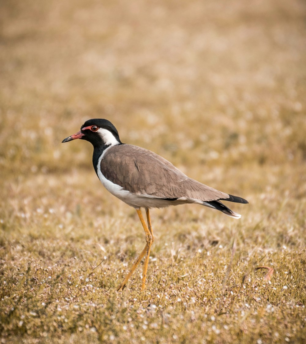 brown and black bird on brown grass during daytime