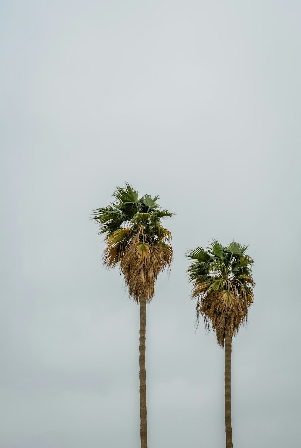 palmera verde bajo el cielo blanco