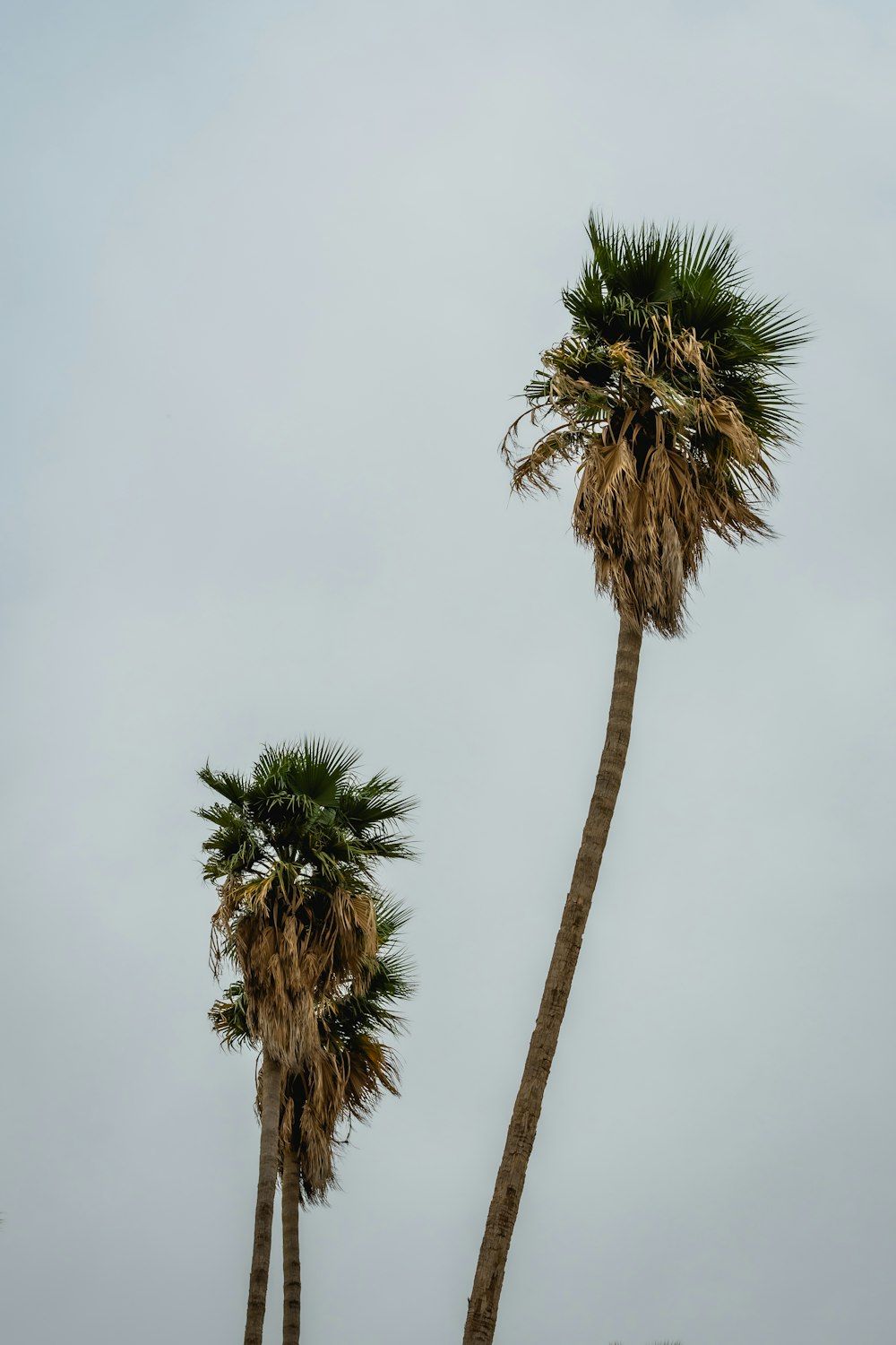 green palm tree under gray sky