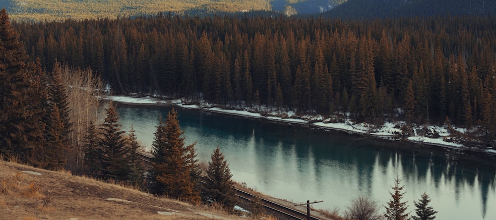 brown trees near body of water during daytime