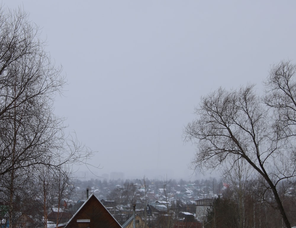 brown bare trees near houses during daytime