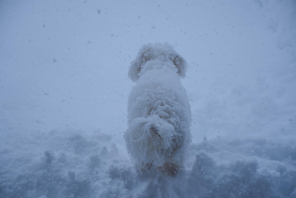 white long coated small sized dog on snow covered ground