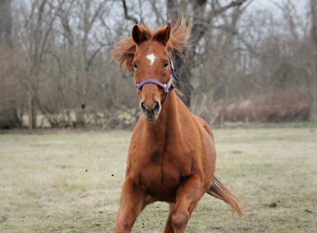 A brown thoroughbred horse runs at the camera.