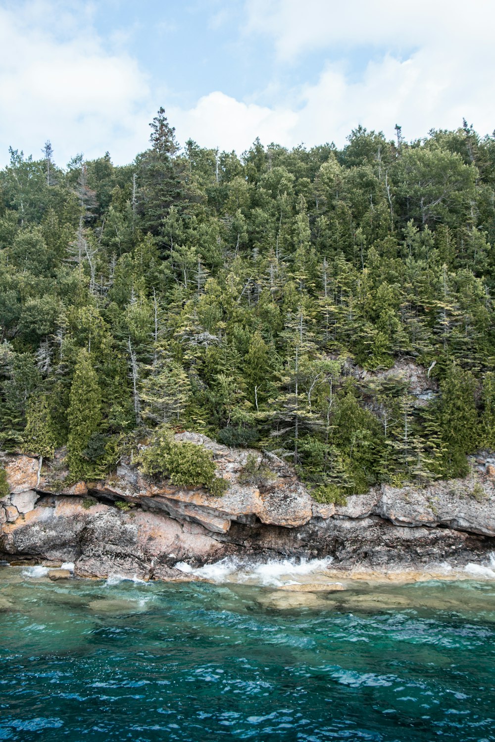 green trees beside body of water during daytime