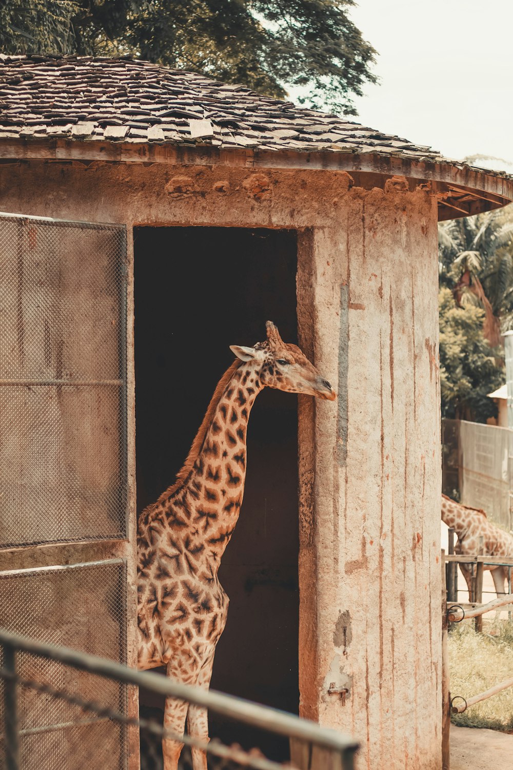 brown and black giraffe in cage