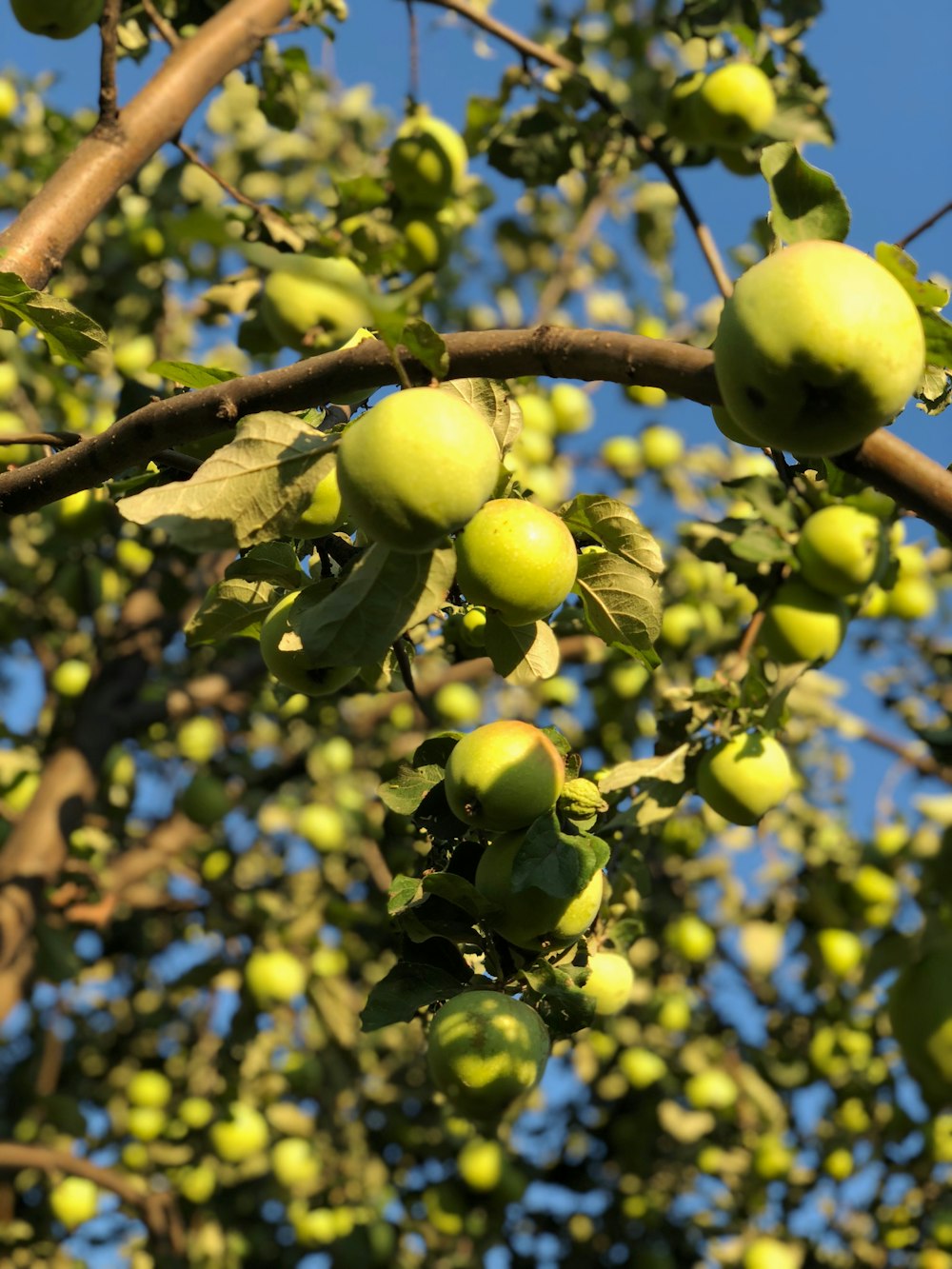green round fruits on brown tree branch during daytime