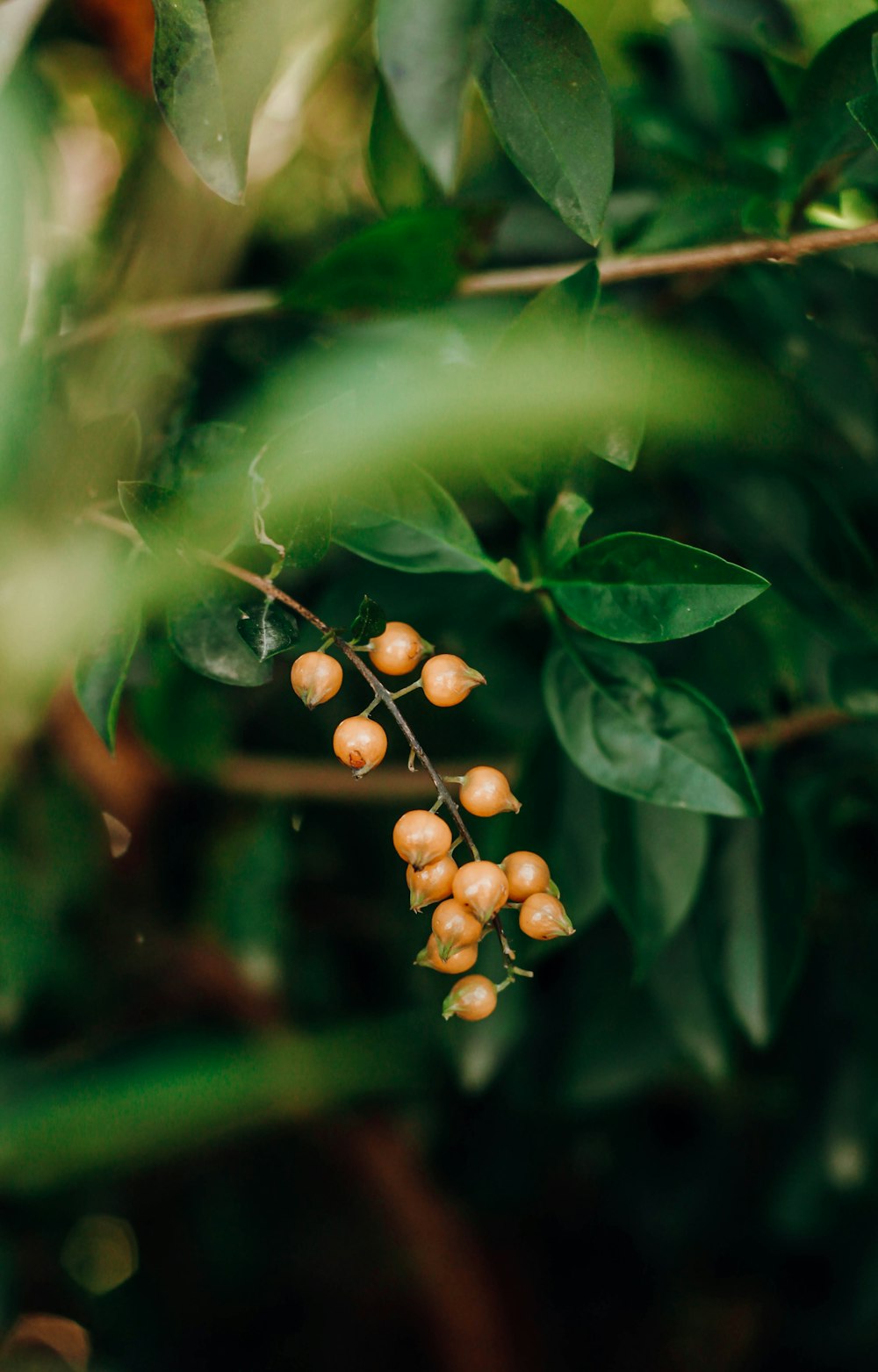 brown round fruits on green leaves