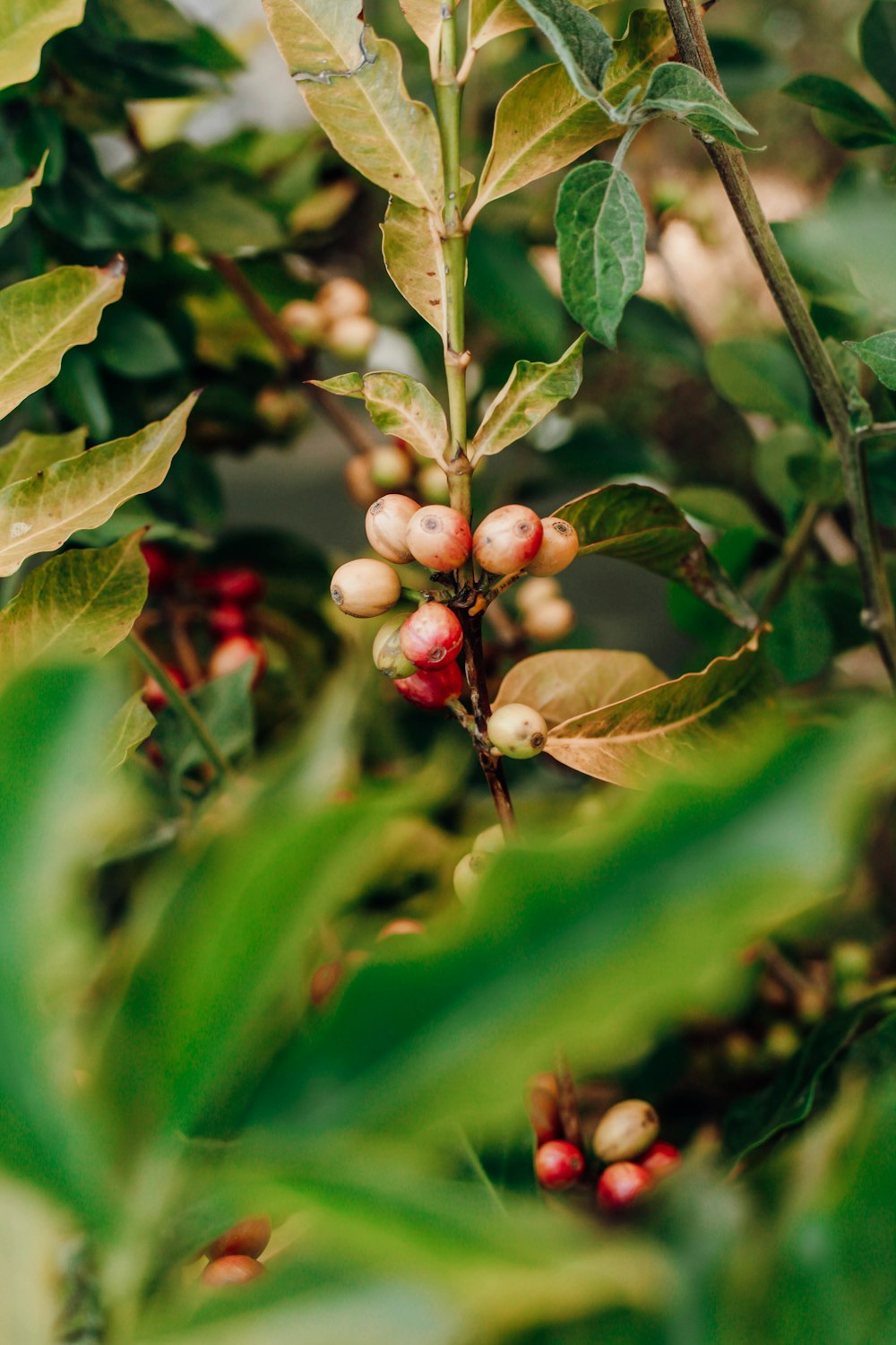 red round fruits on green leaves