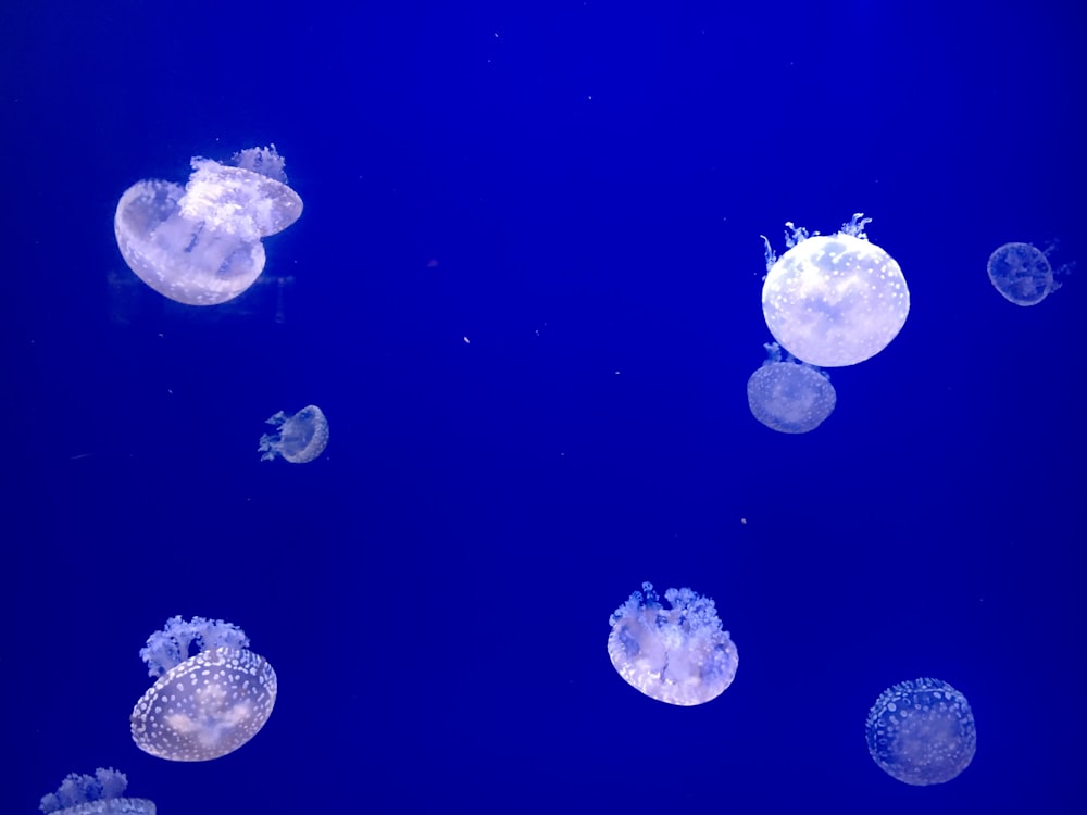 weiße Quallen auf blauem Wasser