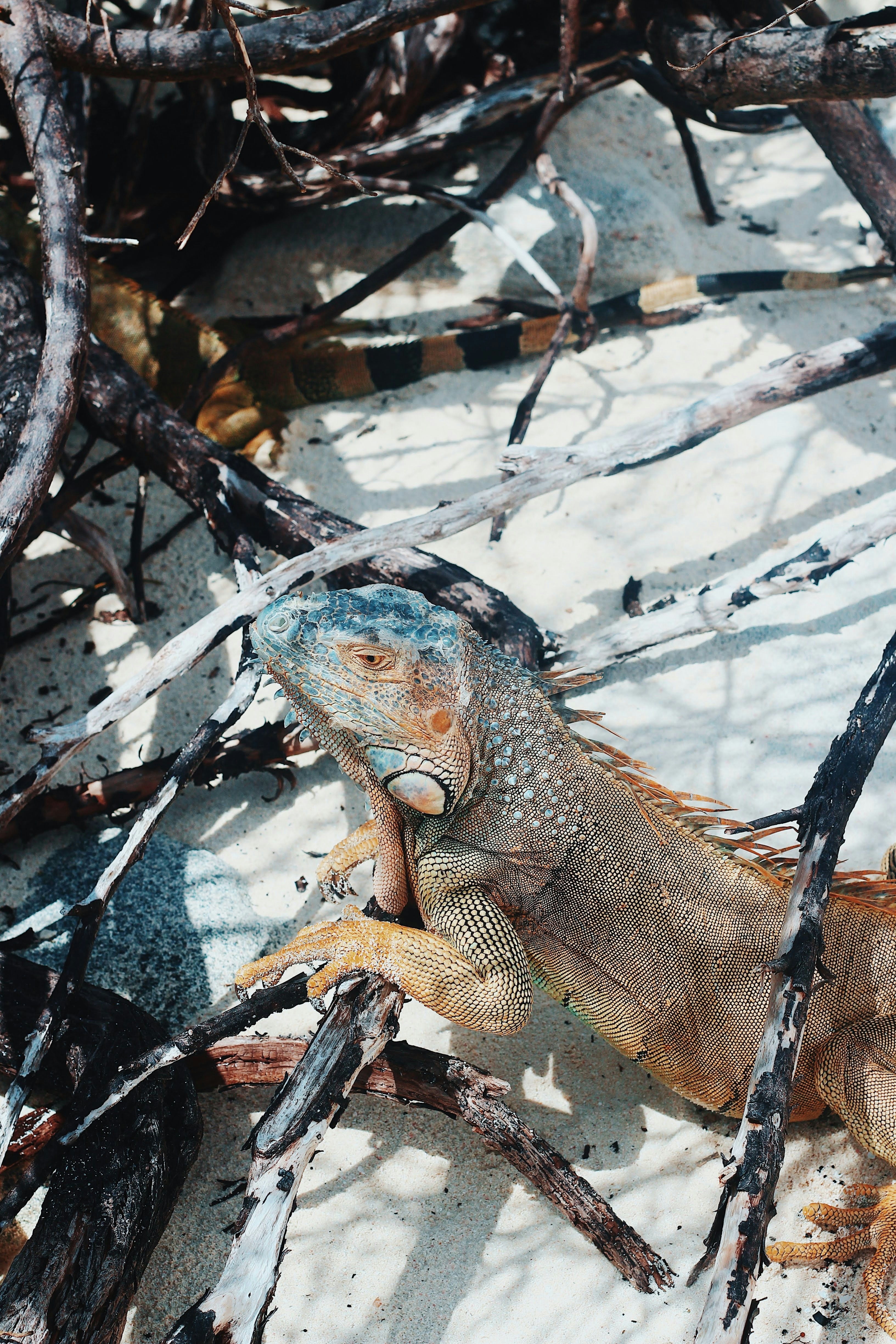 brown bearded dragon on water