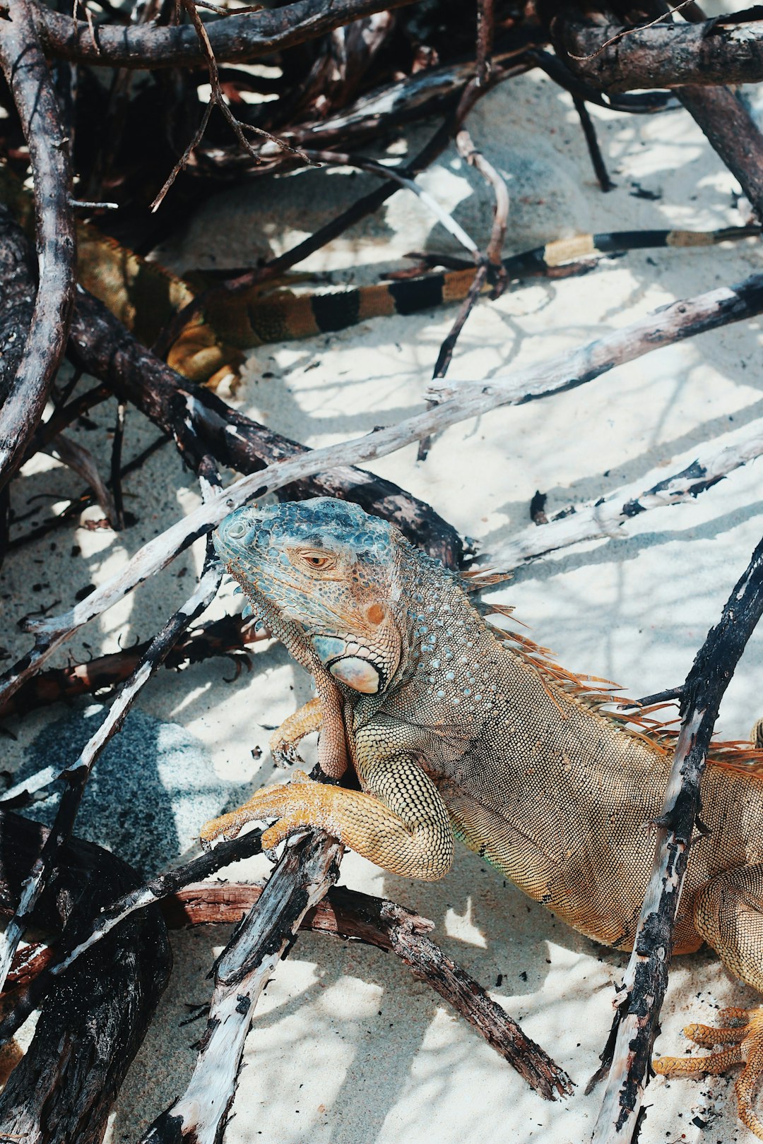 brown bearded dragon on water