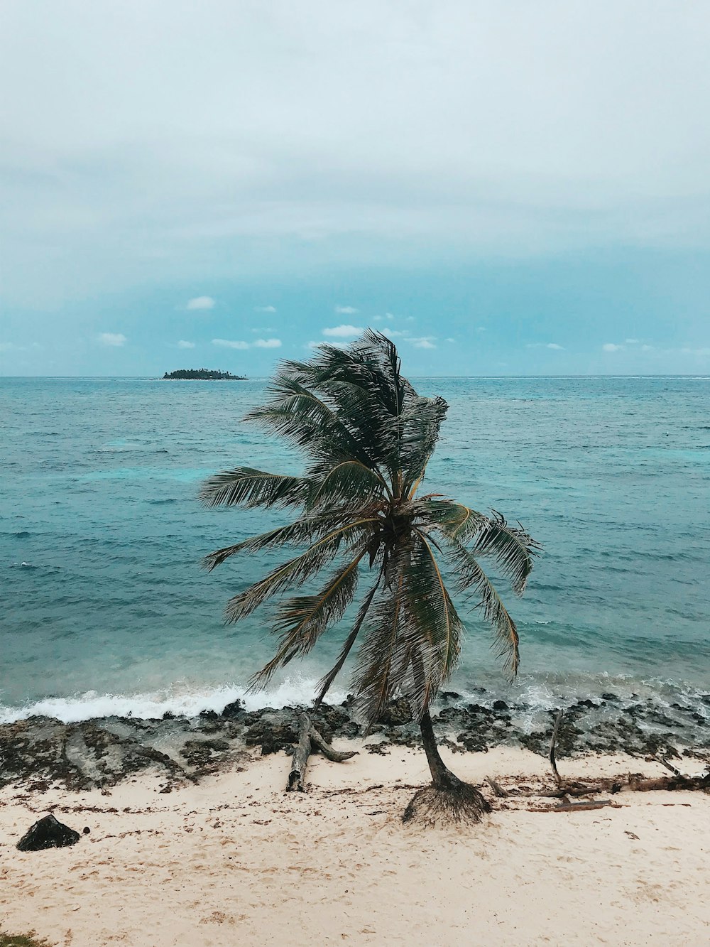 green palm tree on beach shore during daytime