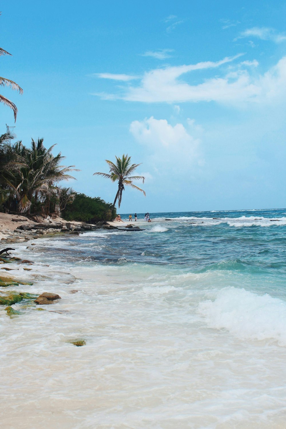 green palm trees on seashore during daytime