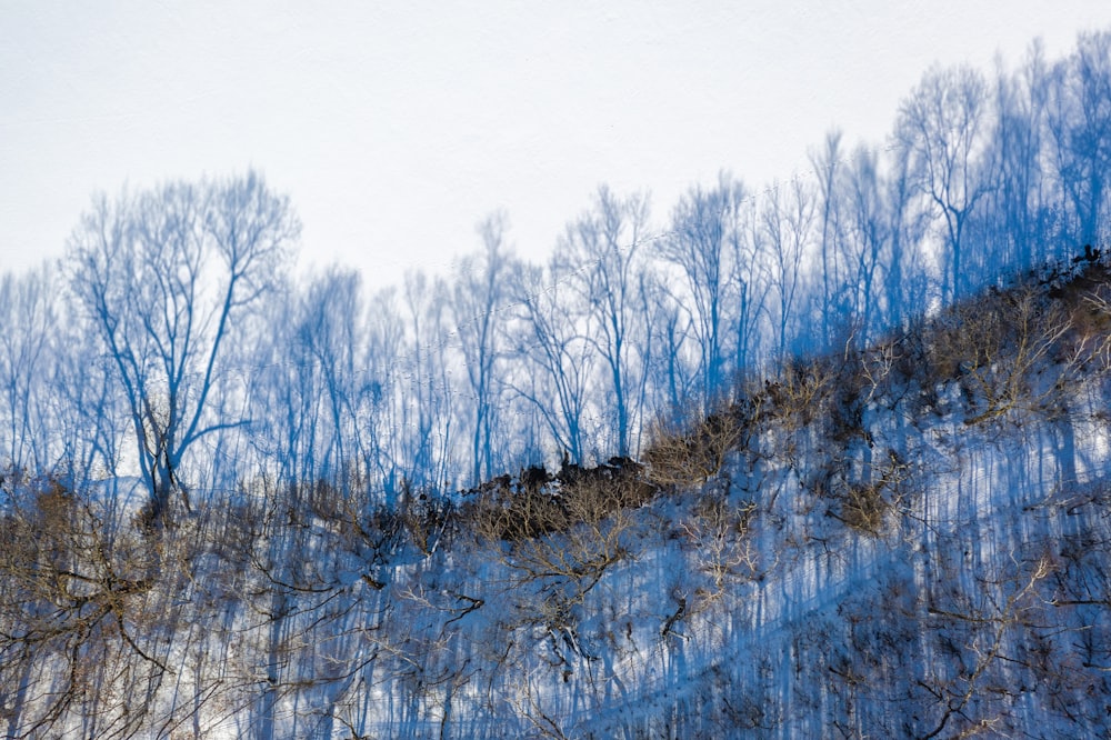 white and brown trees covered by snow