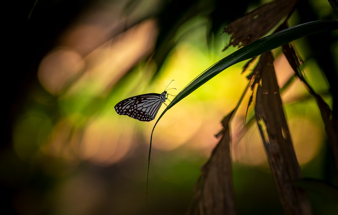 black and white butterfly perched on green plant