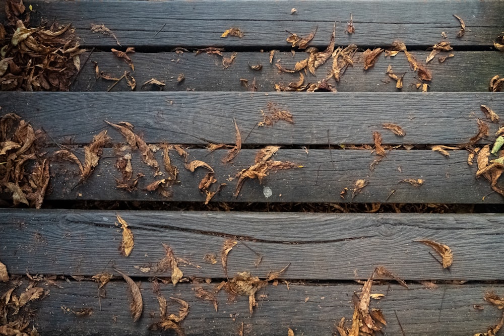 brown dried leaves on wooden surface