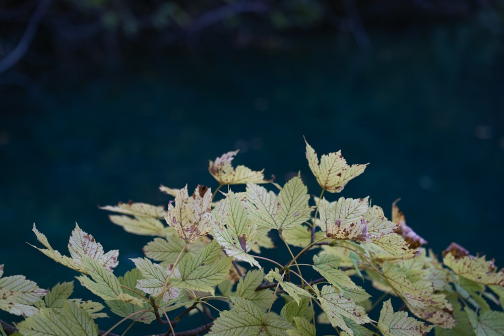 green and brown leaves on brown soil