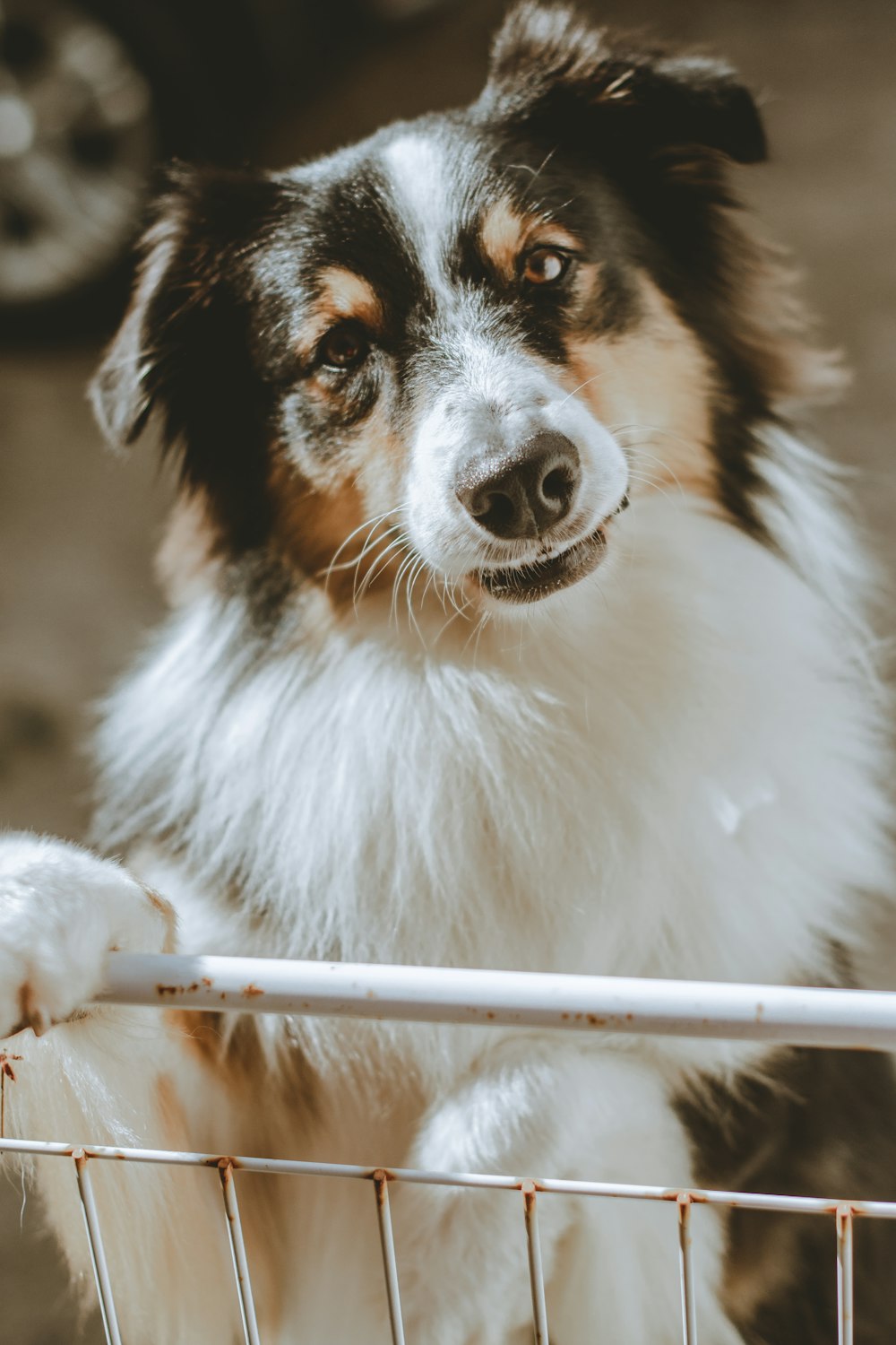 white black and brown long coated dog