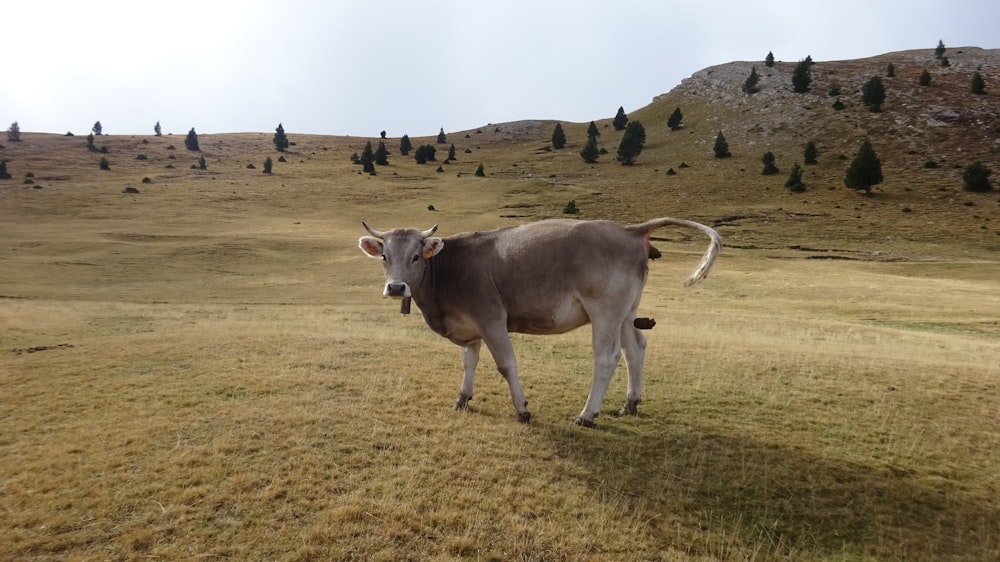 brown cow on green grass field during daytime