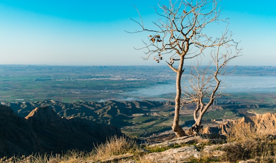 bare tree on cliff by the sea during daytime in Behbahan Iran