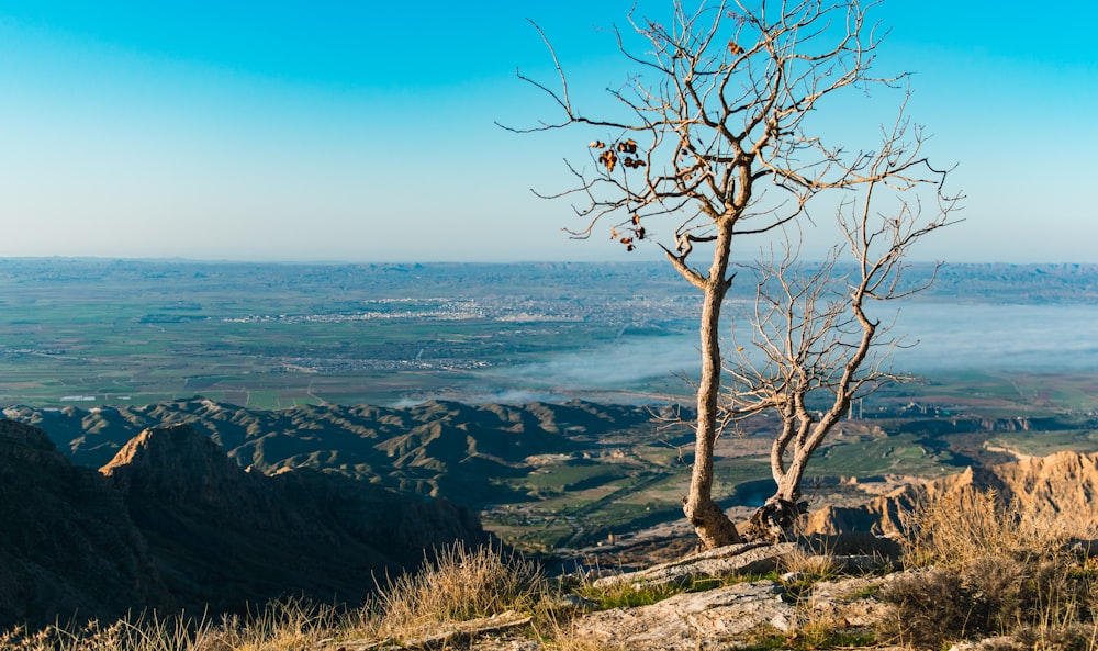 bare tree on cliff by the sea during daytime