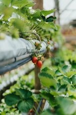 red round fruit on green leaves