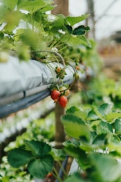red round fruit on green leaves