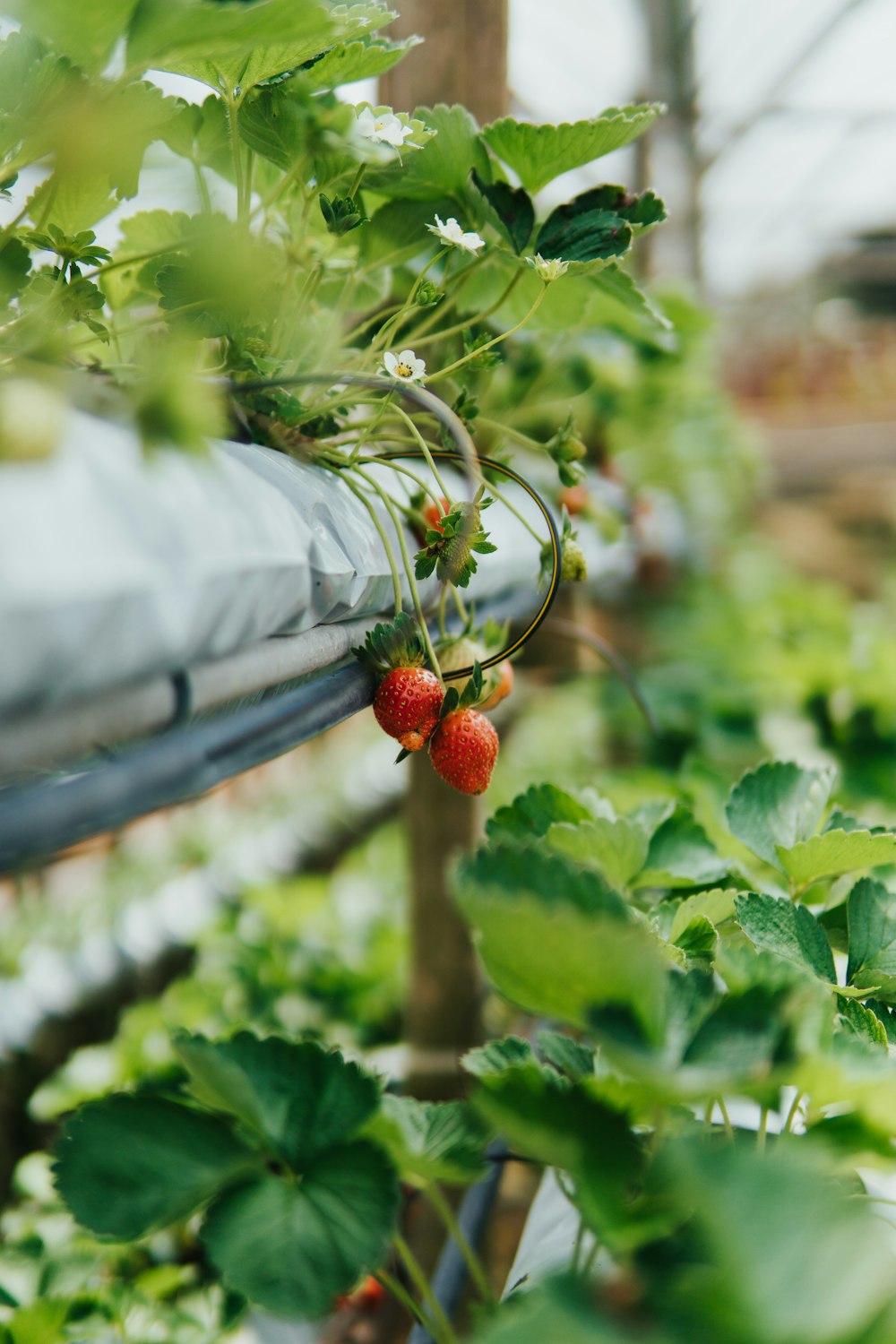 red round fruit on green leaves