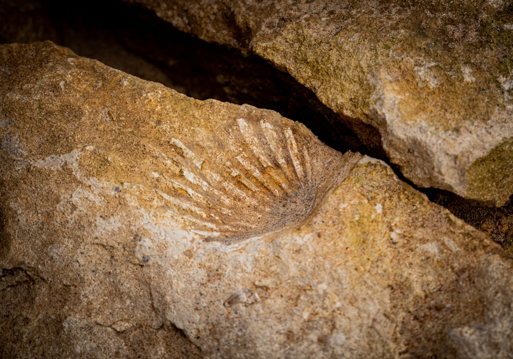 brown rock in close up photography