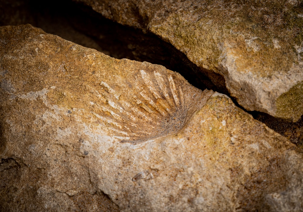 Brown Rock en la fotografía de primer plano