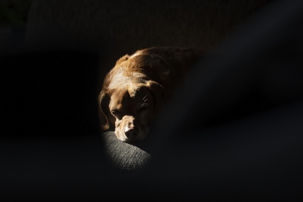 brown short coated dog lying on black textile
