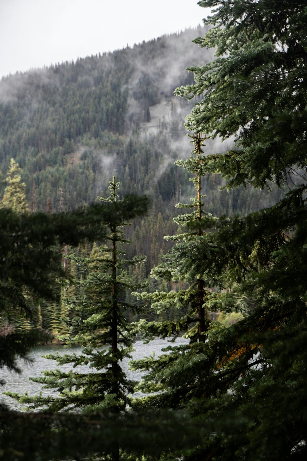 green pine trees on mountain during daytime