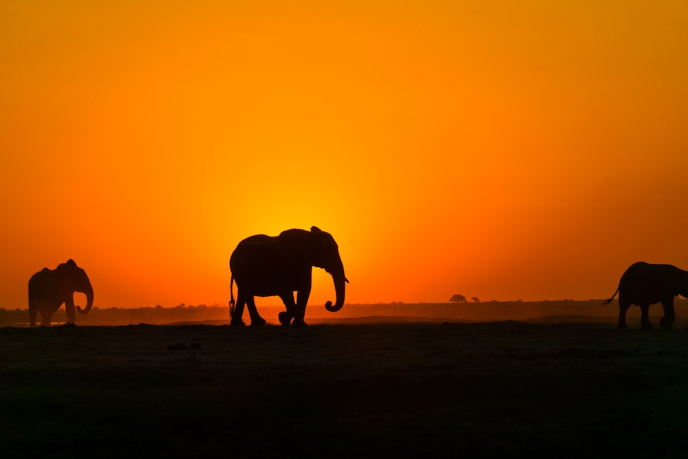 Silueta de elefante en arena marrón durante la puesta del sol